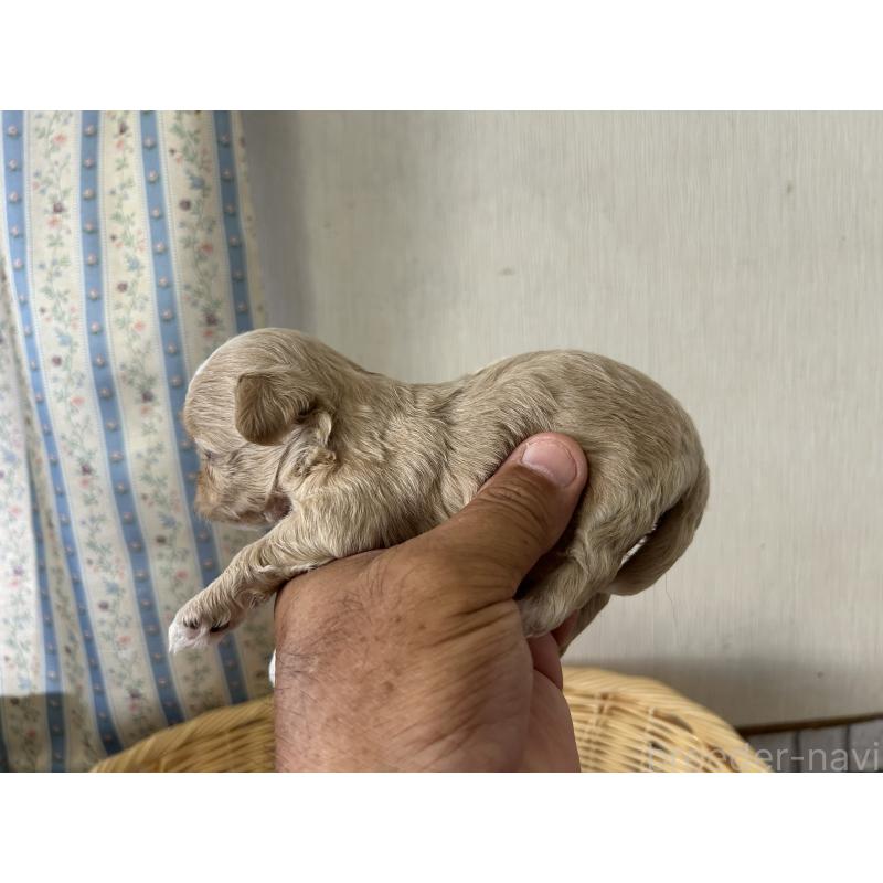 販売中の岡山県のミックス犬-402399