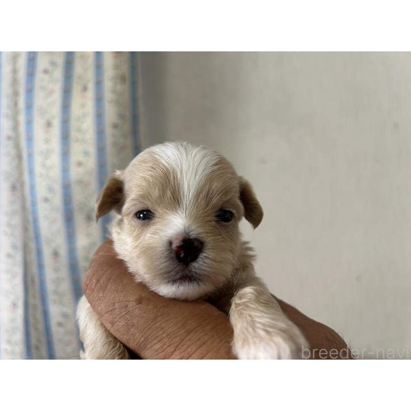 販売中の岡山県のミックス犬-402399の3枚目