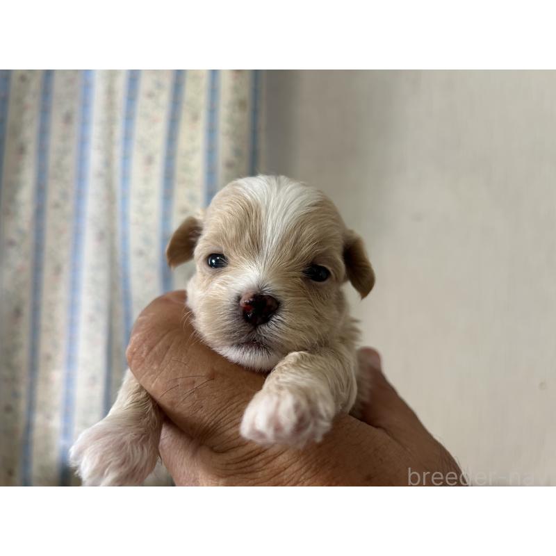 販売中の岡山県のミックス犬-402399の2枚目