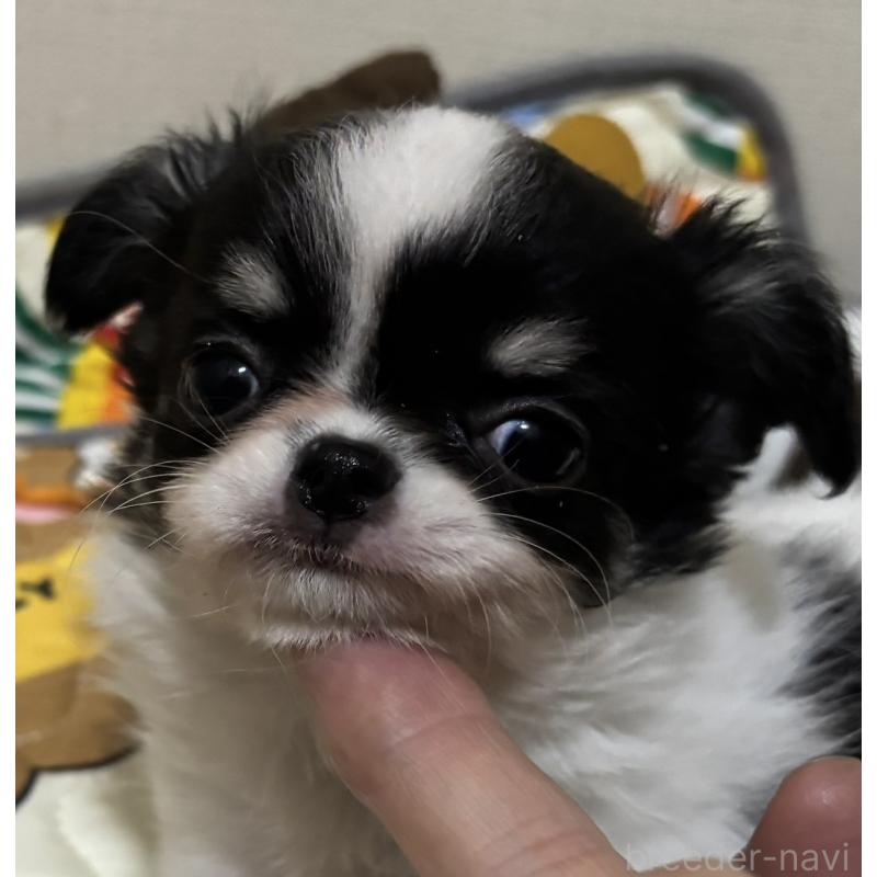 販売中の愛知県のチワワ(ロングコート)-402420の4枚目