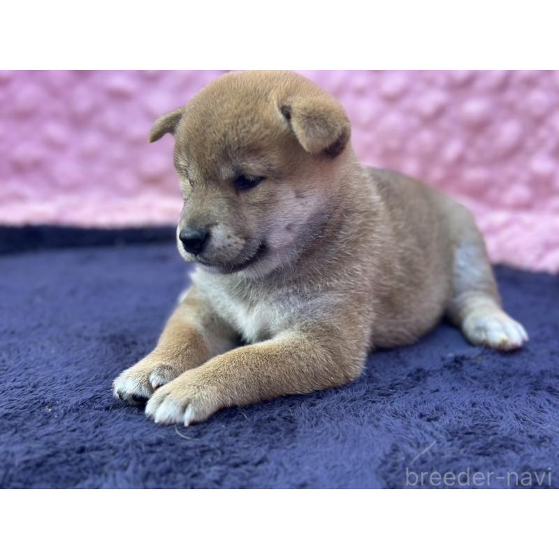 販売中の茨城県の柴犬-402426の10枚目