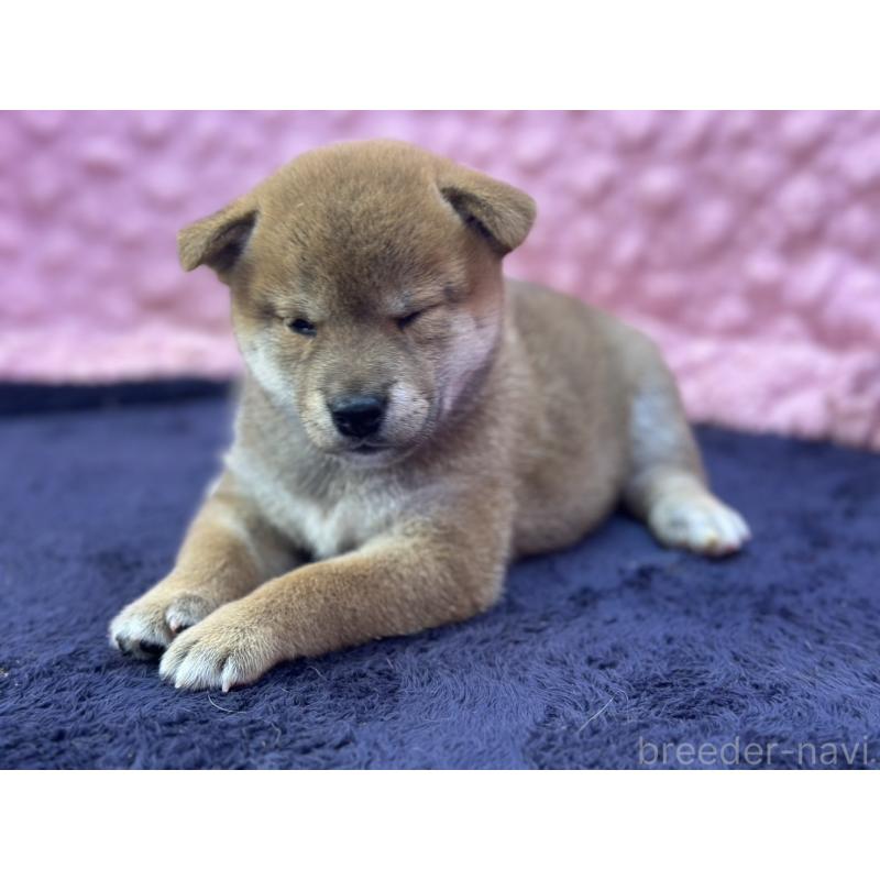 販売中の茨城県の柴犬-402426の9枚目