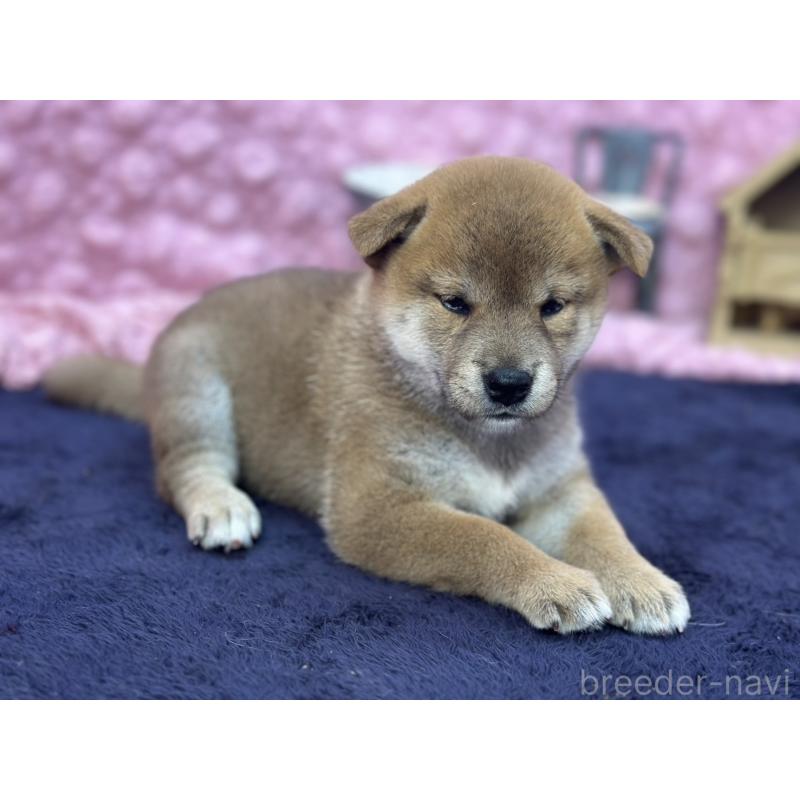 販売中の茨城県の柴犬-402426の8枚目