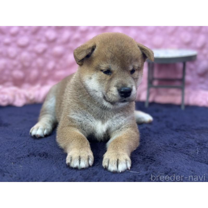 販売中の茨城県の柴犬-402426の7枚目