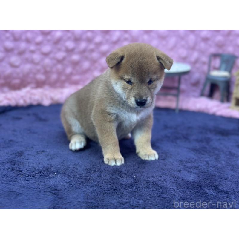 販売中の茨城県の柴犬-402426の6枚目