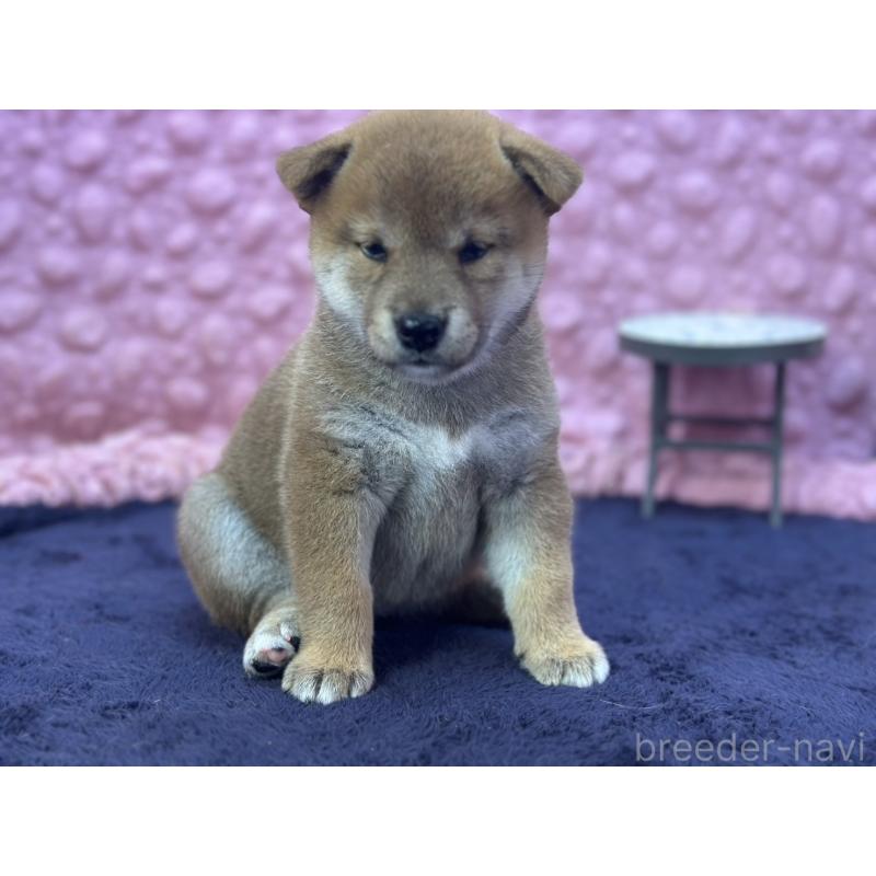 販売中の茨城県の柴犬-402426の5枚目