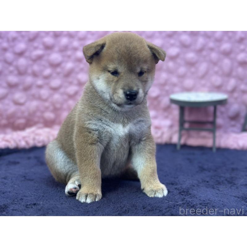 販売中の茨城県の柴犬-402426の4枚目