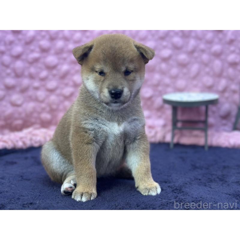 販売中の茨城県の柴犬-402426の3枚目