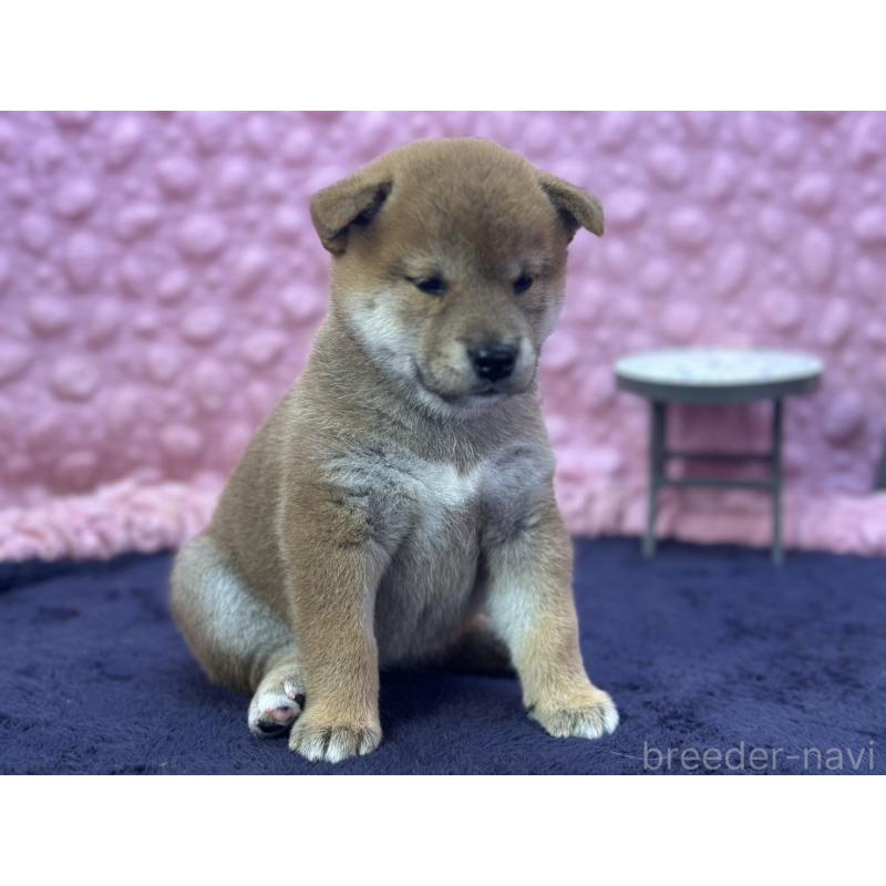 販売中の茨城県の柴犬-402426の2枚目