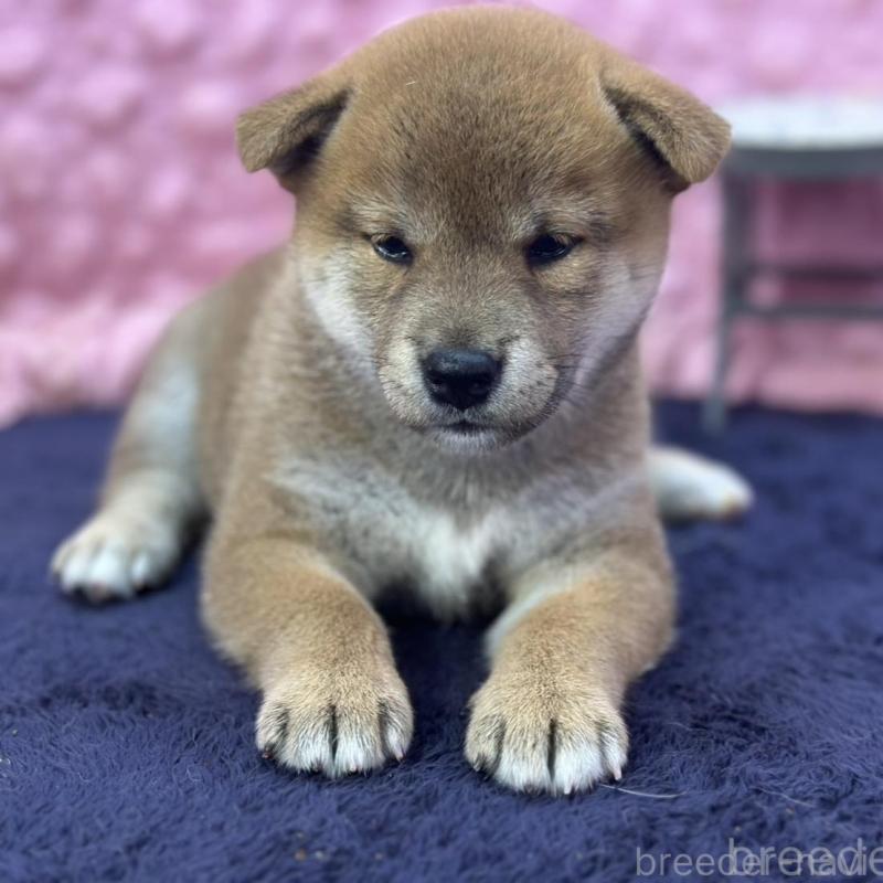販売中の茨城県の柴犬-402426
