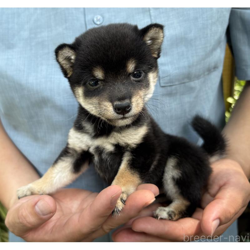 販売中の東京都のミックス犬-402443の12枚目