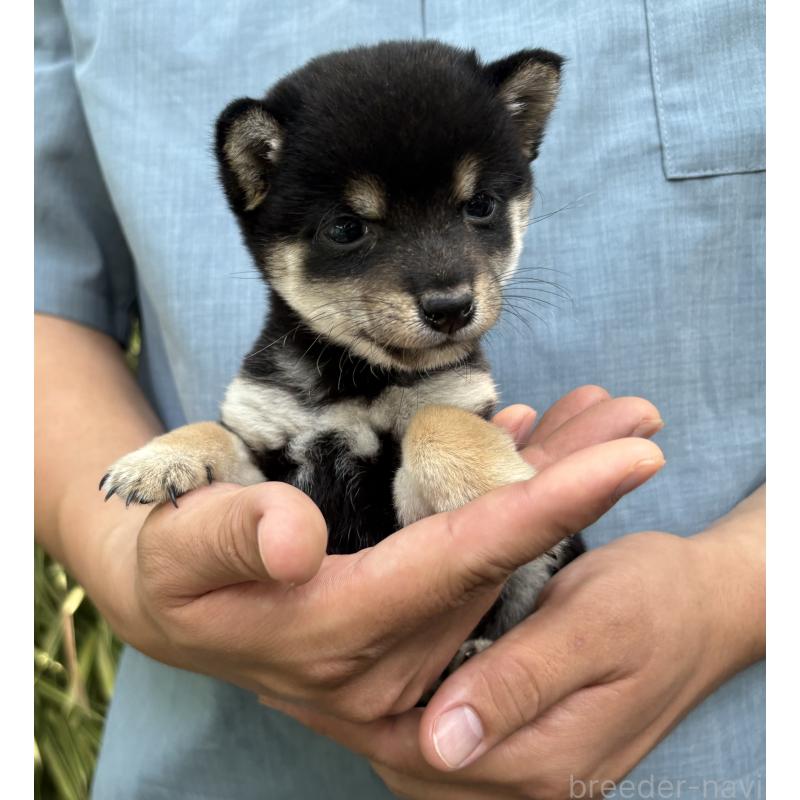 販売中の東京都のミックス犬-402443の11枚目