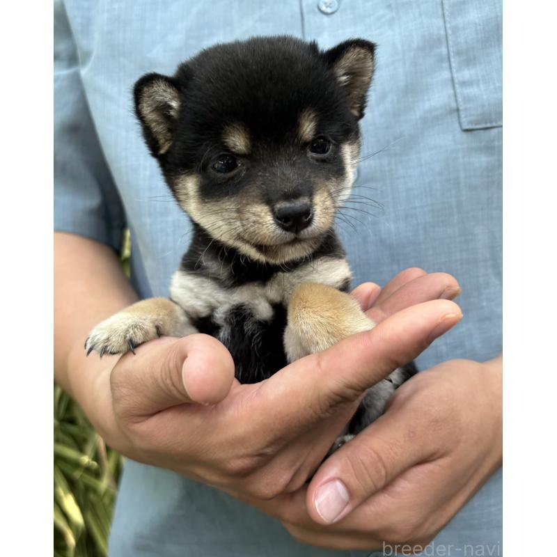 販売中の東京都のミックス犬-402443の10枚目