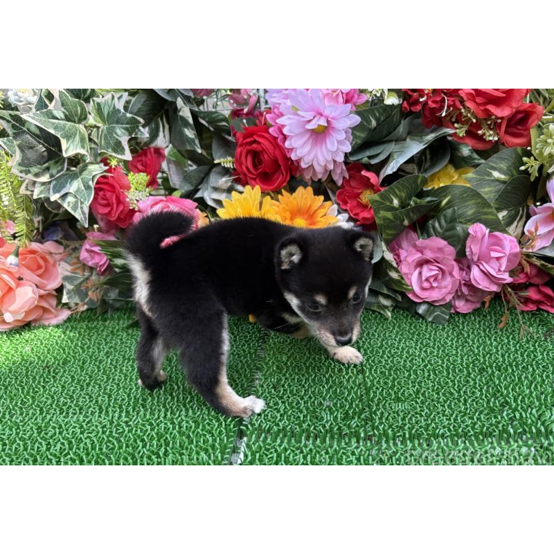 販売中の東京都のミックス犬-402443の9枚目