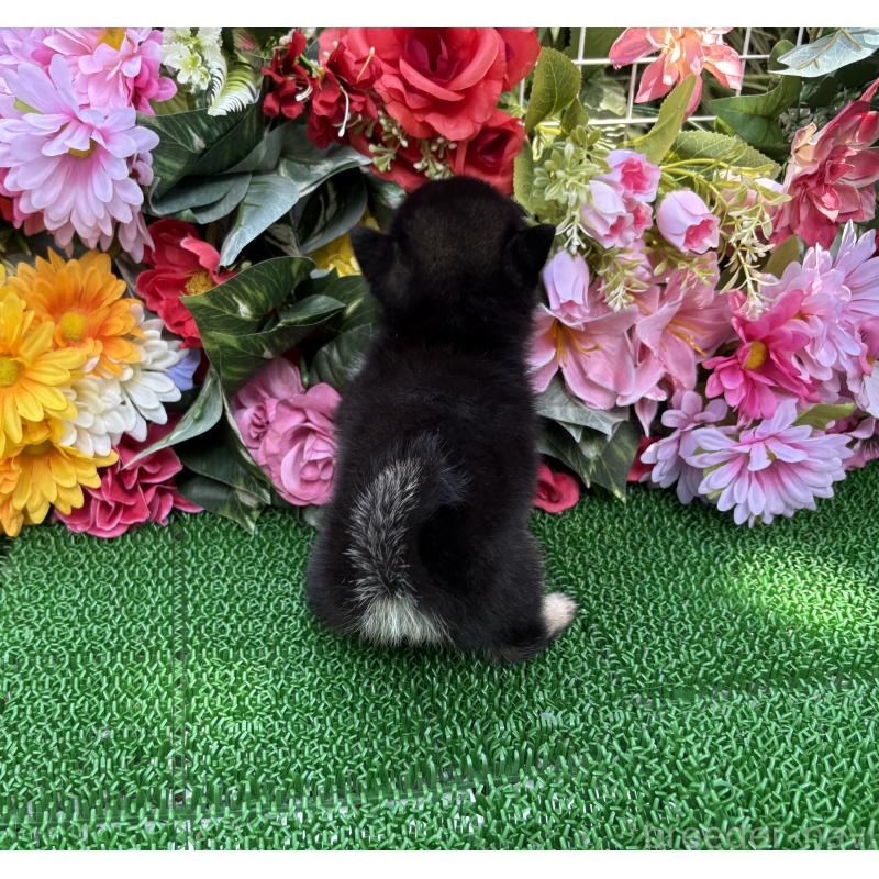 販売中の東京都のミックス犬-402443の8枚目