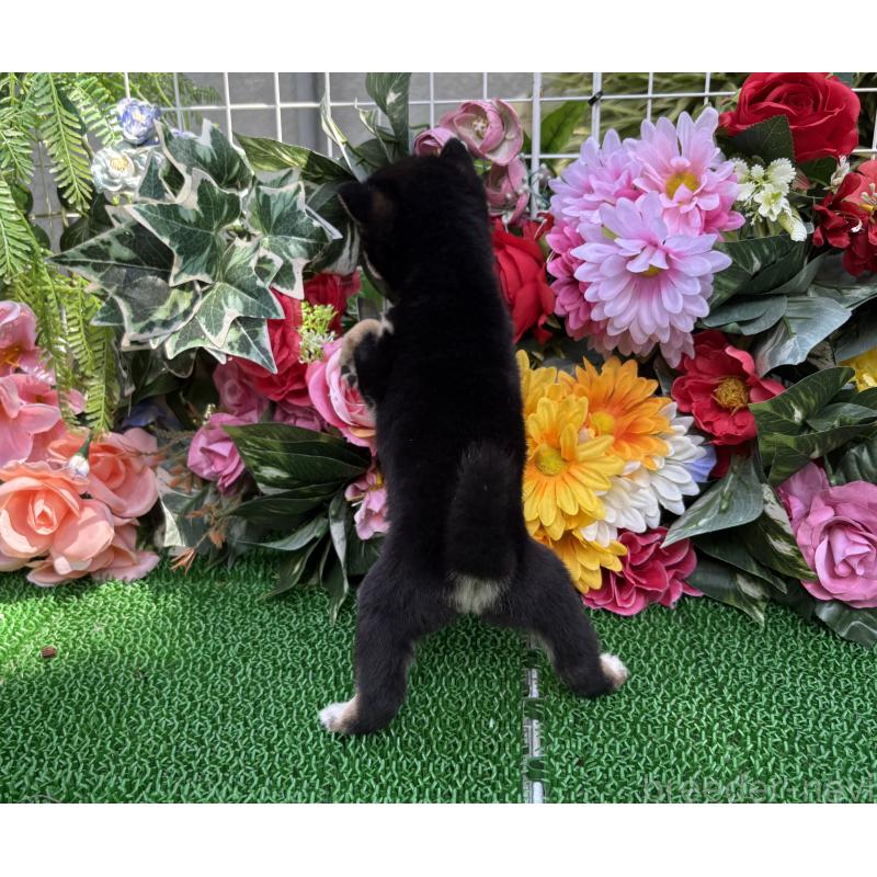 販売中の東京都のミックス犬-402443の7枚目