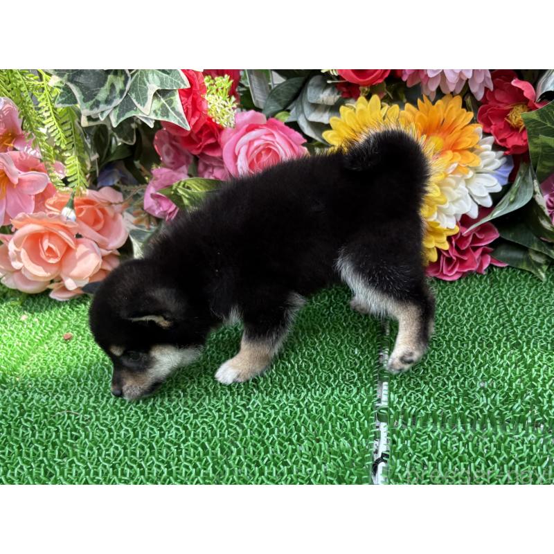 販売中の東京都のミックス犬-402443の6枚目