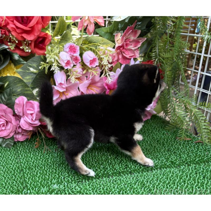 販売中の東京都のミックス犬-402443の5枚目
