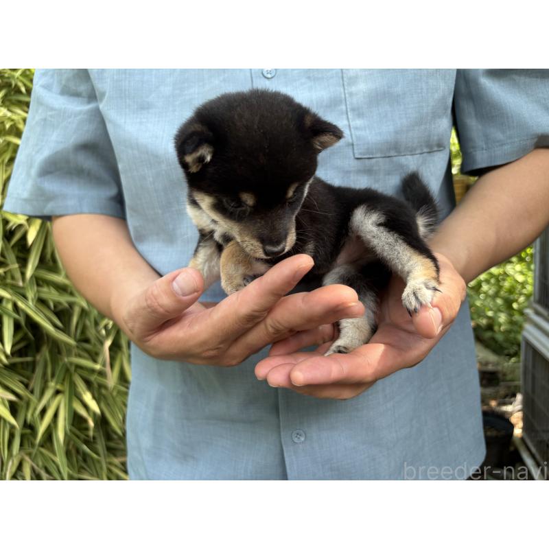 販売中の東京都のミックス犬-402443の4枚目