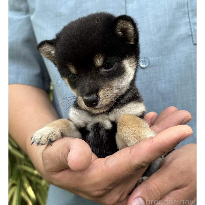 販売中の東京都のミックス犬-402443の3枚目