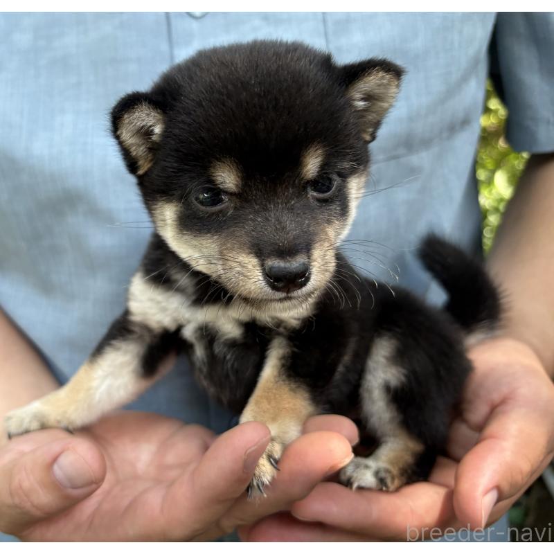 販売中の東京都のミックス犬-402443の2枚目