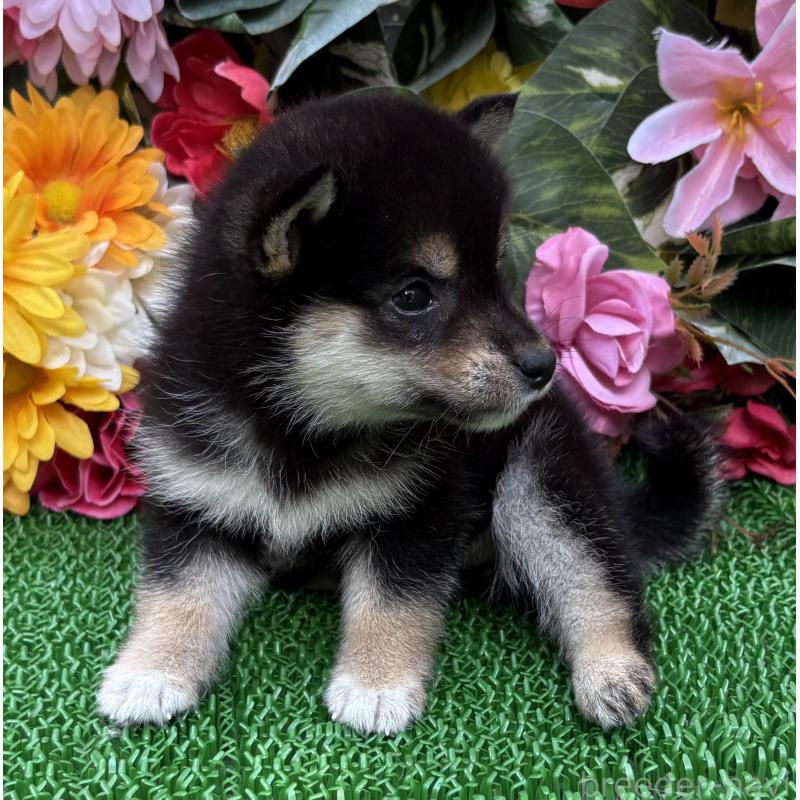 販売中の東京都のミックス犬-402446の9枚目