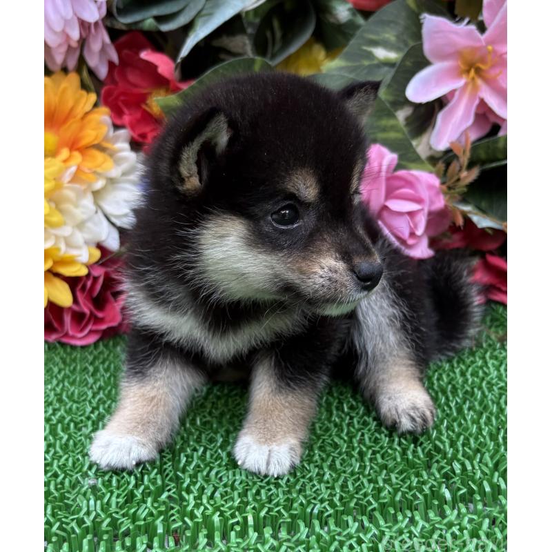 販売中の東京都のミックス犬-402446の8枚目