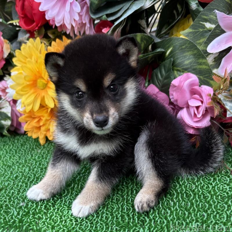 販売中の東京都のミックス犬-402446の7枚目