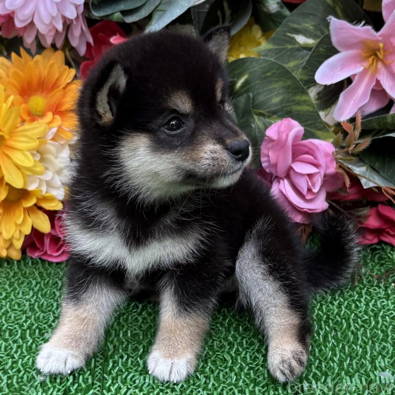 販売中の東京都のミックス犬-402446の6枚目