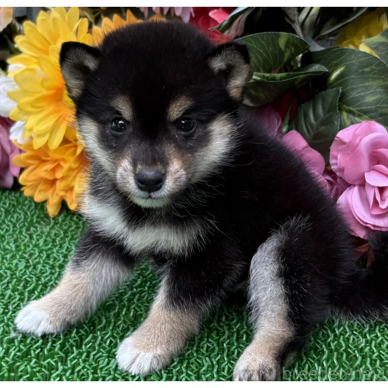 販売中の東京都のミックス犬-402446の5枚目