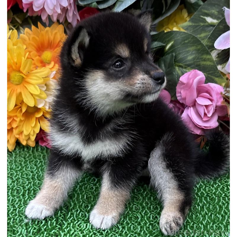 販売中の東京都のミックス犬-402446の4枚目