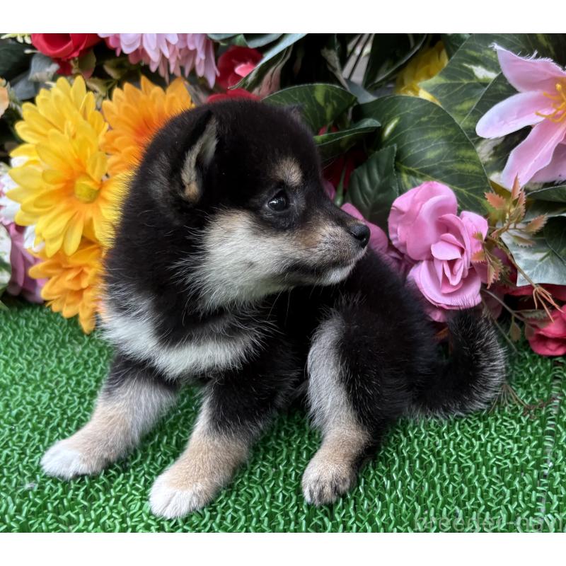 販売中の東京都のミックス犬-402446の3枚目