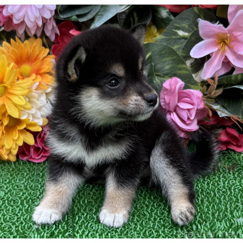 販売中の東京都のミックス犬-402446の2枚目