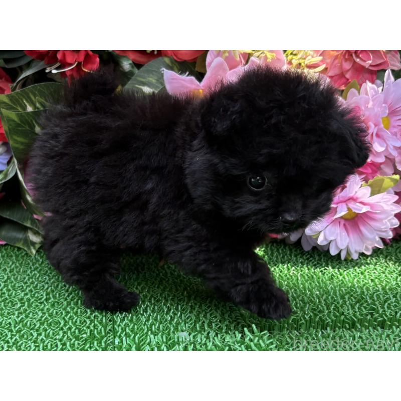 販売中の東京都のミックス犬-402448の8枚目