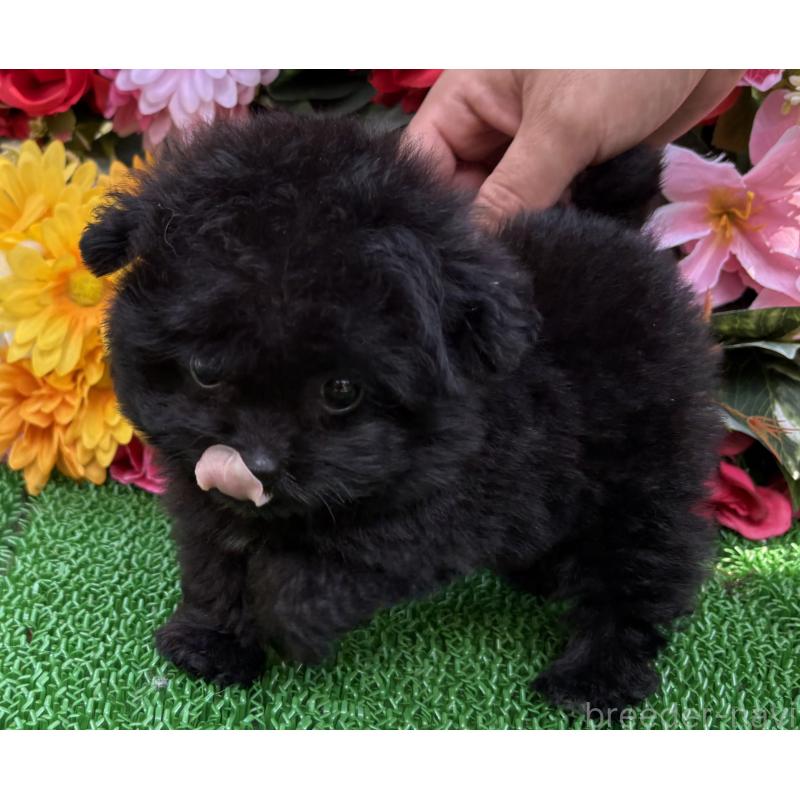 販売中の東京都のミックス犬-402448の7枚目