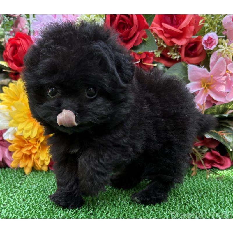 販売中の東京都のミックス犬-402448の6枚目
