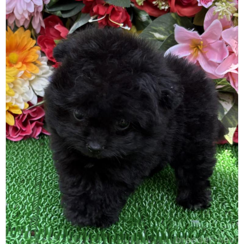 販売中の東京都のミックス犬-402448の5枚目