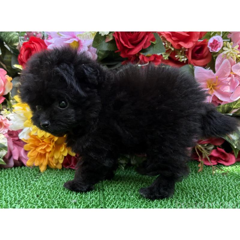 販売中の東京都のミックス犬-402448の4枚目