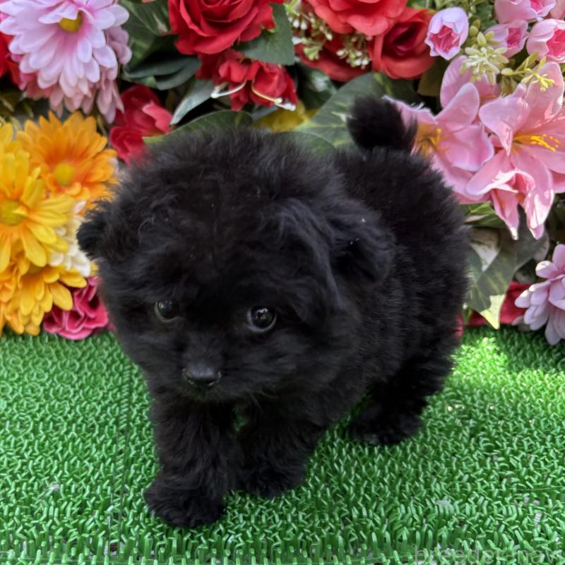 販売中の東京都のミックス犬-402448の3枚目