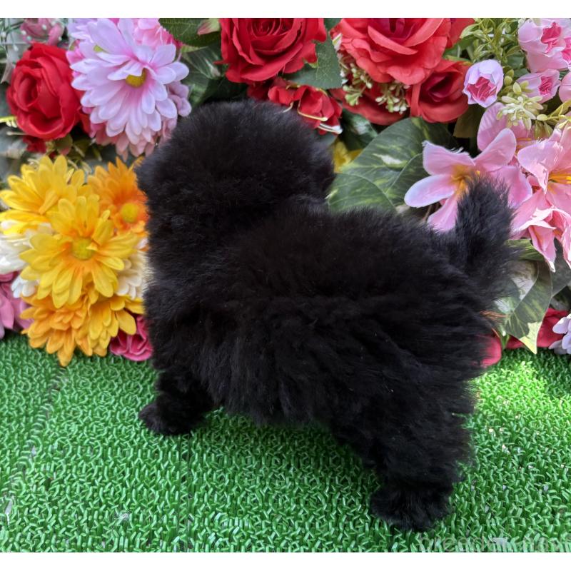 販売中の東京都のミックス犬-402448の2枚目