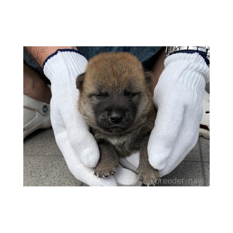 販売中の長崎県の柴犬-402449の4枚目