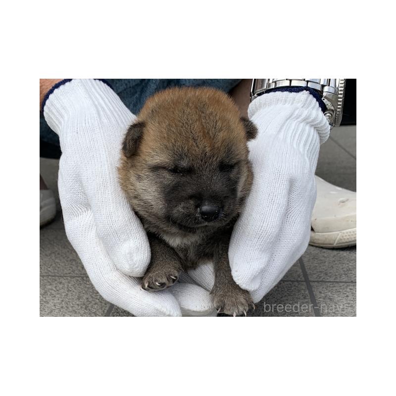 販売中の長崎県の柴犬-402449の3枚目