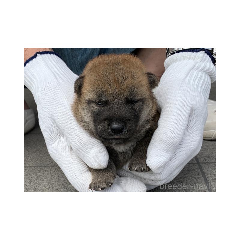 販売中の長崎県の柴犬-402449の2枚目