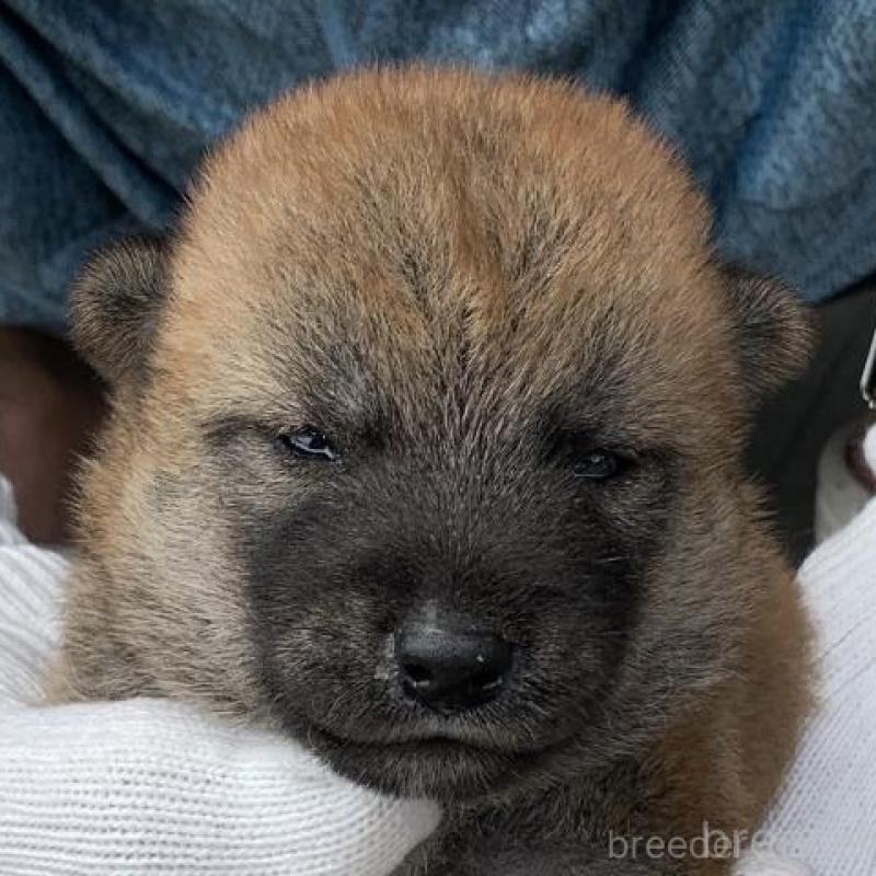 販売中の長崎県の柴犬-402449