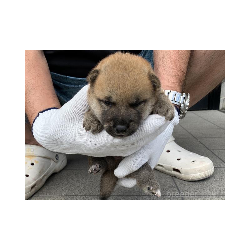 販売中の長崎県の柴犬-402450の5枚目