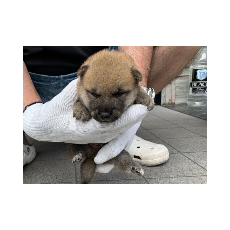 販売中の長崎県の柴犬-402450の3枚目