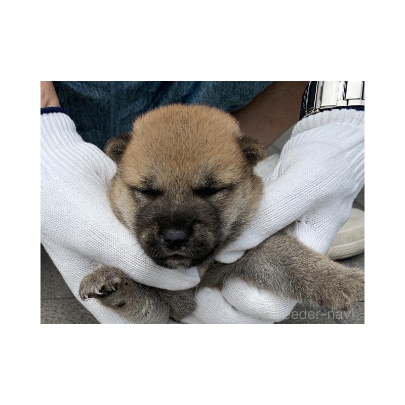 販売中の長崎県の柴犬-402450の2枚目