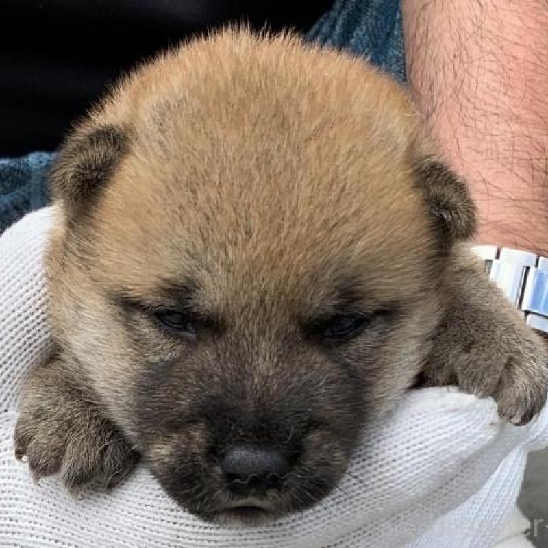 販売中の長崎県の柴犬-402450