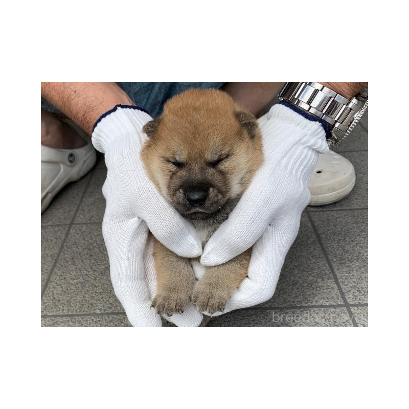 販売中の長崎県の柴犬-402451の4枚目
