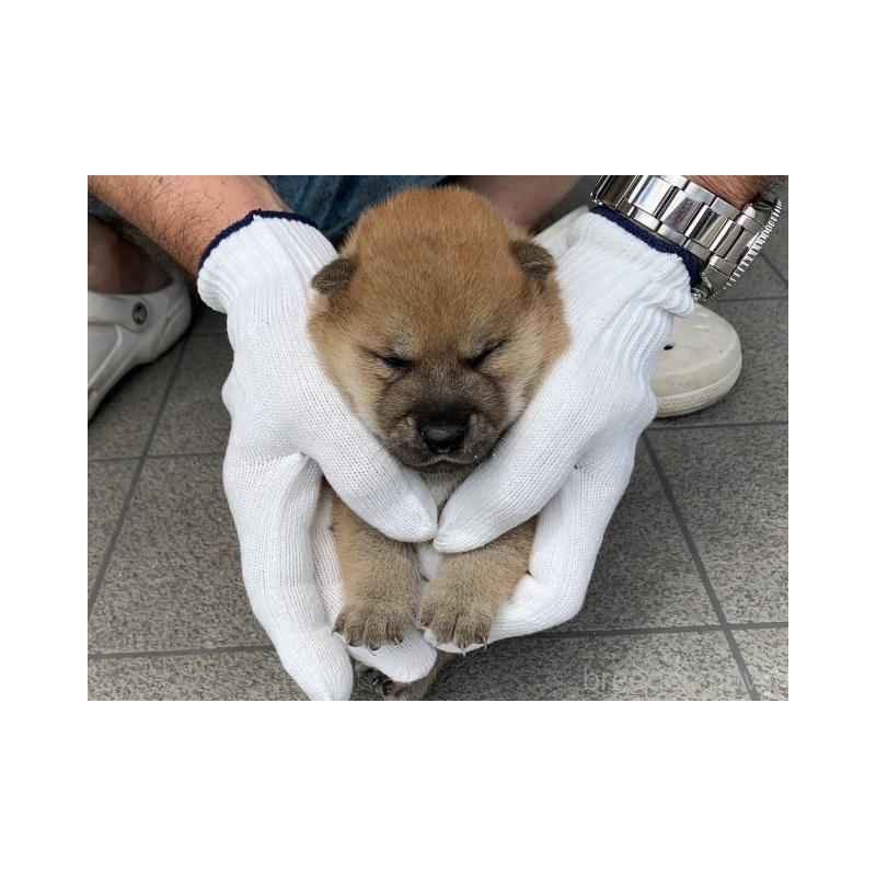 販売中の長崎県の柴犬-402451の3枚目
